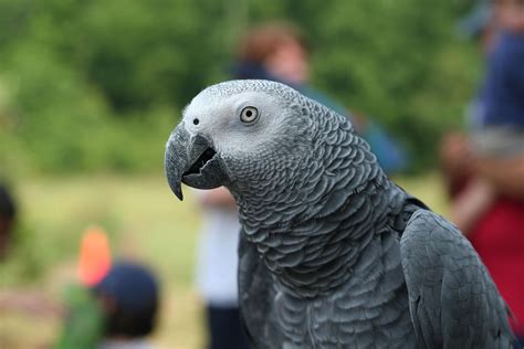 Bird Snatching Bandits Kidnap African Grey Parrot To Near Extinction In