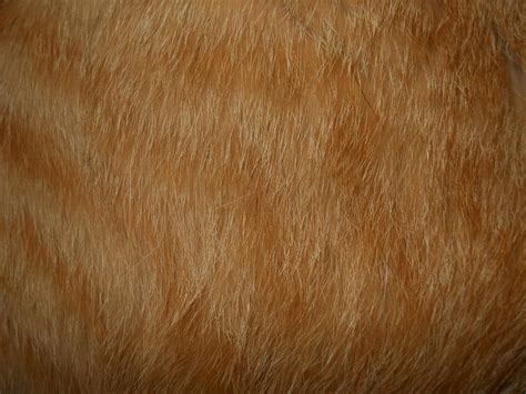 Cat Fur Texture 5 By Orangen Stock On Deviantart