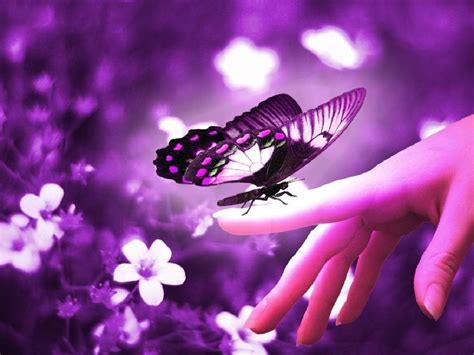 Purple Butterfly Wallpaper Hd 09328 Baltana