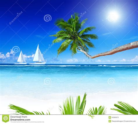 Sailboats Beach Palm Tree Concept Stock Image Image Of Pacific