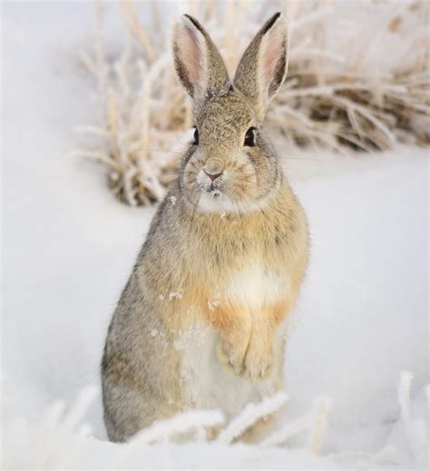 Mountain Cottontail In The Snow Wyoming Usa Rhamphotheca