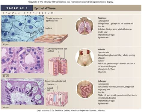 So if there are no cells, no tissues. 17+ images about Anatomy and Physiology on Pinterest ...