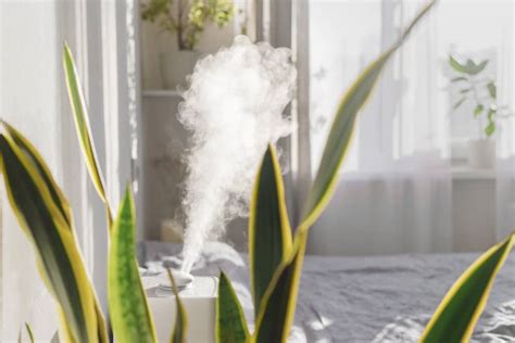 Donde Colocar Un Humidificador Para Plantas No Creer S La Diferencia