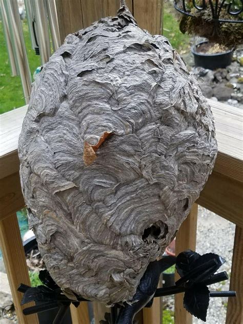 Huge Aerial Yellow Jacket Hornet Nest Bee Hive For Taxidermy Wasp Bees
