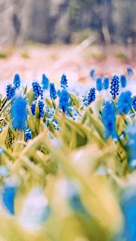 Blue Flowers Spring Wallpaper Download Mobcup