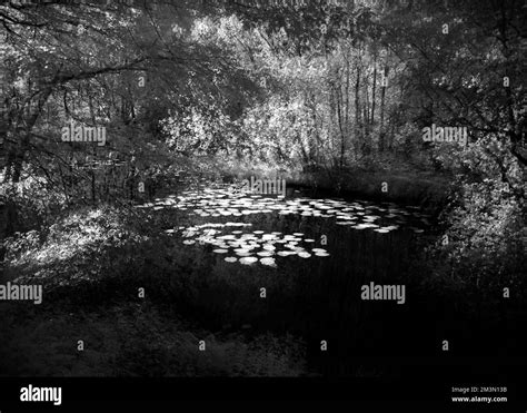 Fine Art Photograph Semi Abstract Shot Of A Woodland Lily Pond Taken