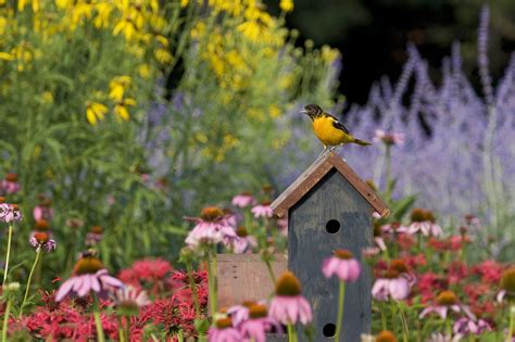 Seven Easy Ways To Attract More Birds To Your Backyard Bird Fountain