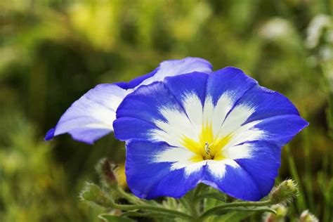 7 Plants With True Blue Flowers The English Garden