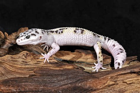 Parents import champions , russia lines. Reptiles for Sale - Petland Stores in Athens, Ohio ...