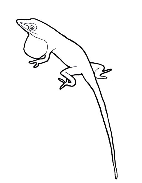 See actions taken by the people who manage and post content. Green Anole coloring, Download Green Anole coloring for ...