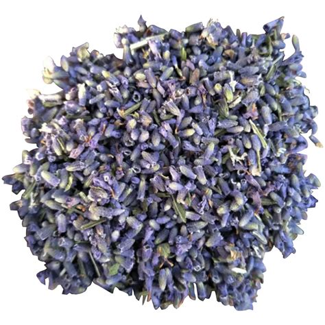 Dried Lavender Flowers Uk Fresh And Dried Lavender With Ocean Song