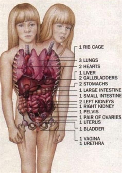 A Diagram Of The Human Body With Labels For Each Organ And Their