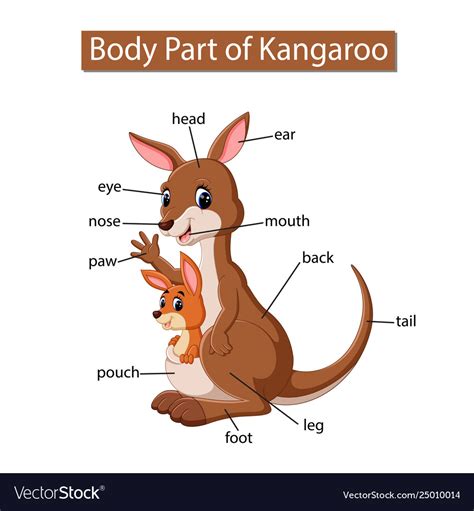 Human body internal parts such as the lungs, heart, and brain, are enclosed within the skeletal system and are housed within the different internal body cavities. Diagram showing body part kangaroo Royalty Free Vector Image