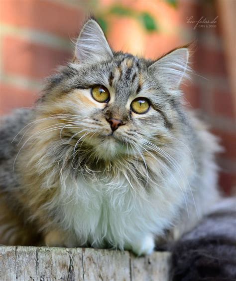 Hence, norwegian forest cats are perfectly adapted to the harsh living conditions of. Siberian & Norwegian Forest Cats by Kim Indra Oehne ...