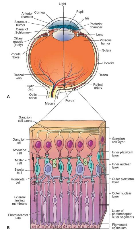 Structure Of The Eye And Retina A Different Components Of The Eye