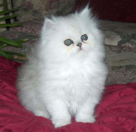 They love to entertain and do well in families with children or other pets. Persian Cats For Sale | Minneapolis, MN #288547 | Petzlover