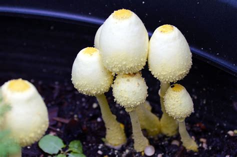 Yellow Fungus In Potting Soil The Yellow Houseplant Mushroom