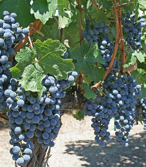 Filegrape Vines Cliff Lede Winery Wikimedia Commons
