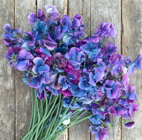 These Sweet Peas Called Blue Shift Turn From Violet To Turquoise As