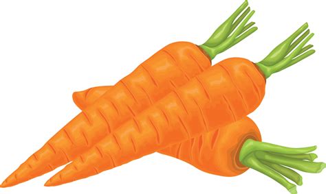 Carrot Image Of A Ripe Carrot Vitamin Vegetable Organic Food Orange
