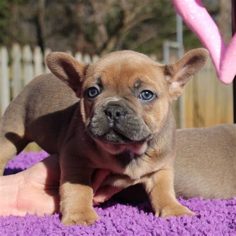 We have the perfect pup to add to your family. French Bulldog Puppies For Sale | Winston-Salem, NC #287858