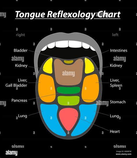 Tongue Diagnosis Reflexology Chart With Areas Of Corresponding Internal