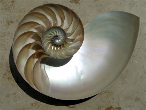 Ubiquitous Wisdom Like A Nautilus