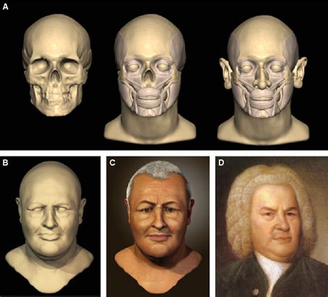 Figure 10 From Facial Reconstruction Anatomical Art Or Artistic