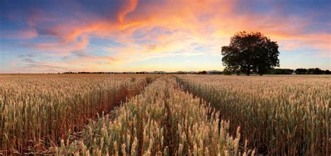 Panorama Of Wheat Field At Sunset Stock Photo Image Of Green Grass