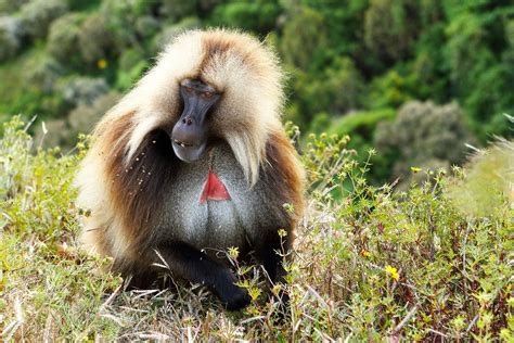 The Many Animals You Can See In Ethiopia