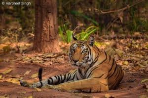Guide To Bandhavgarh National Park And Tiger Reserve Breathedreamgo