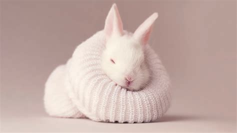 White Rabbit 4k Wallpaper Newborn Baby Bunny Sock Cute