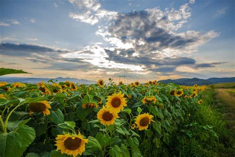Storm Clouds At The Sunset In The Sunflowers Field Stock Photo Image