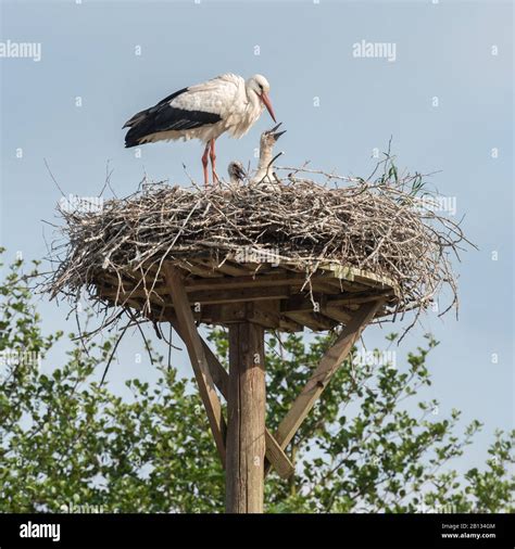 Stork With Baby High Resolution Stock Photography And Images Alamy