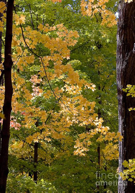 Fall Maples Photograph By Steven Ralser