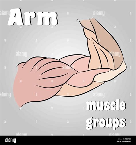 Arm Muscle Groups As A Line Drawing Vector Illustration Stock Vector