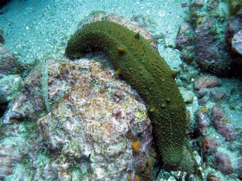 Warty Sea Cucumber This Is The First Time Ive Seeing A Wa Flickr
