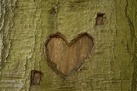 Kostenlose Foto Baum Natur Ast Holz Textur Blatt Kofferraum