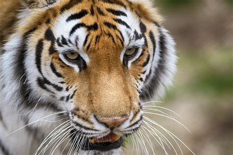 Tiger Face Closeup Eric Kilby Flickr