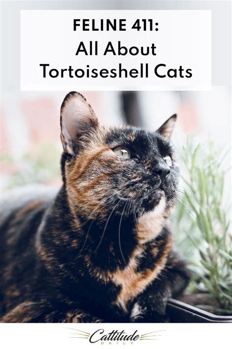 Feline 411 All About Tortoiseshell Cats In 2020 Cats