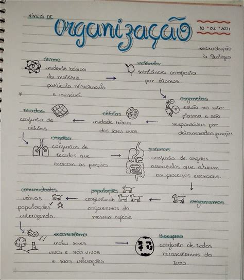 Mapas Mentais Sobre N Veis De Organiza O Study Maps