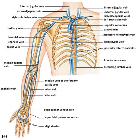 But if you're an experienced anatomy student, you'll know that in anatomy atlases blue usually refers to veins, red to arteries and yellow to nerves. New Page 2 jb004.k12.sd.us