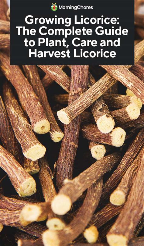 Growing Licorice The Complete Guide To Plant Care And Harvest Licorice