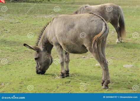 Two Gray Donkeys Grazing In The Field At Green Hill Park Zoo Worcester