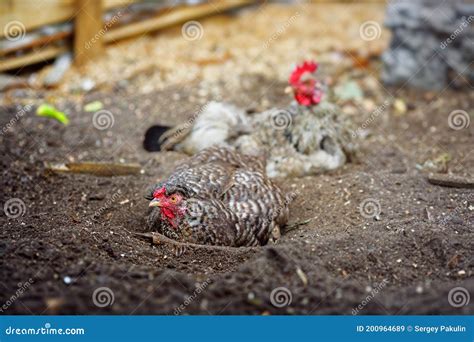 Colorful Chickens Lie On The Ground Of A Village Farm Stock Image