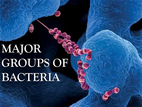 Major Groups Of Bacteriapdf