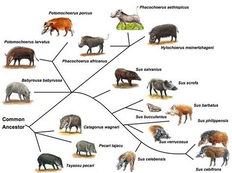 Genetic Resources Genome Mapping And Evolutionary Genomics Of The Pig