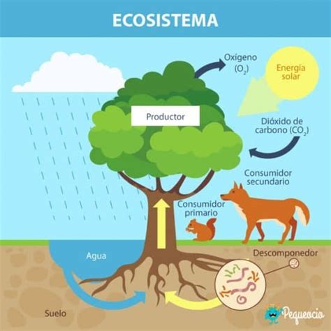 Ecosistema Definición Y Tipos De Ecosistemas Pequeocio