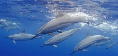 Dophin Numbers At Record High In Scots Waters Heart Scotland
