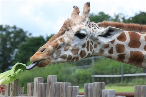 The Oklahoma City Zoo Admission Exhibits Animals
